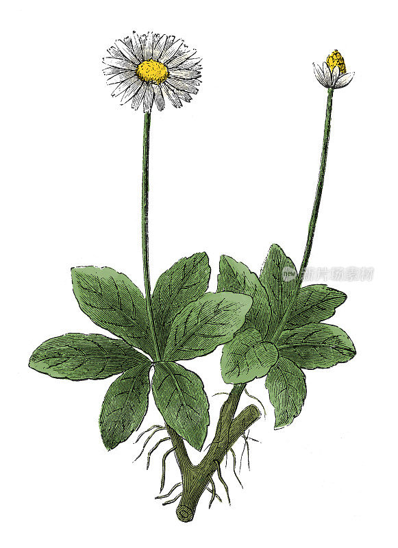 年夜Bellis perennis(古代植物版画)